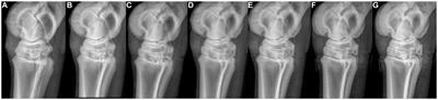 The plantar proximal cortex of the third metatarsal bone shows raised longitudinal ridges at the suspensory ligament enthesis in normal equine isolated limbs – a radiographic, computed tomography, and MRI study